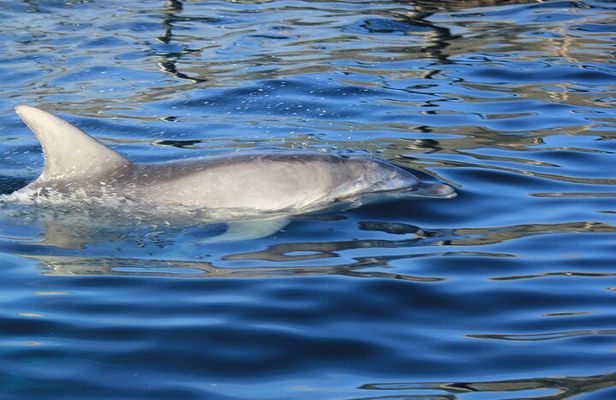 Capo Figari: Dolphin sighting from Olbia