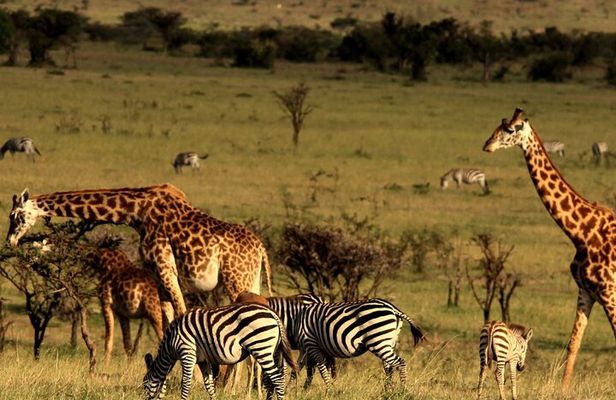 Tala Game Reserve, Phezulu Safari and Natal Lion Park from Durban