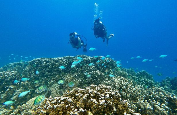 Experience Scuba Diving - No Certification Needed!