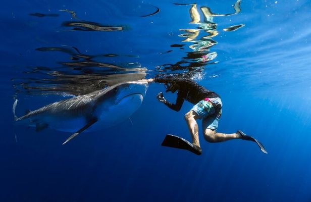 Safe and Educational Shark Dive from Haleiwa: Sharks Guaranteed