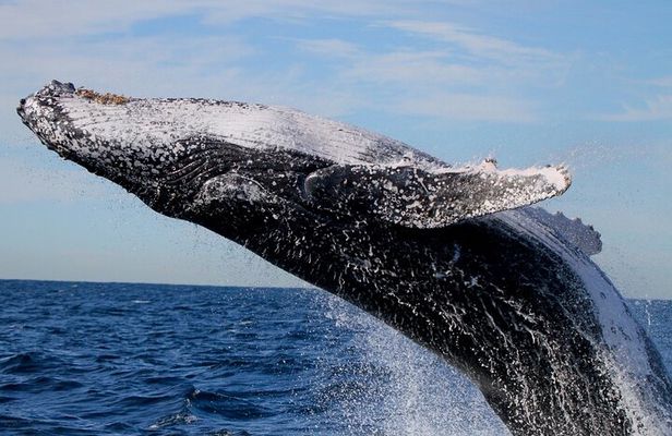 Whale Watching Discovery Tour from Lake Macquarie