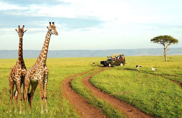 Half Day Tala Game Reserve and Natal Park from Durban