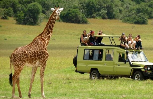 Half Day Safari - Tala Game Reserve and Natal Lion Park fr Durban