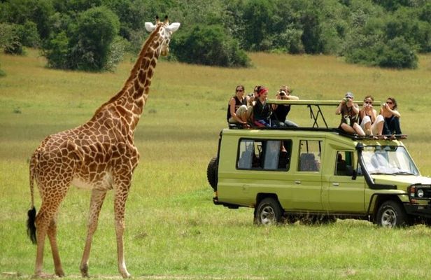 Tala Game Reserve and Phezulu Safari Park from Durban