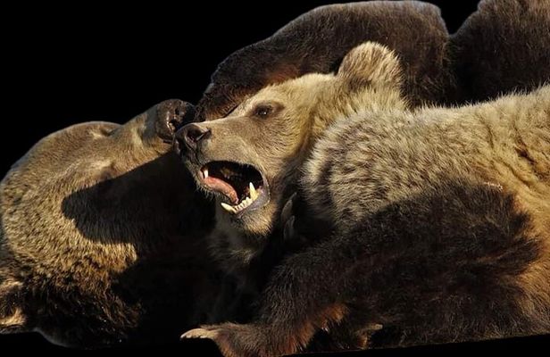 Special Yellowstone “Hot Spots” Deals From West Yellowstone