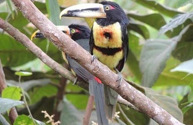 2 Days Private Tour to Mindo with Adventures and Birdwatching