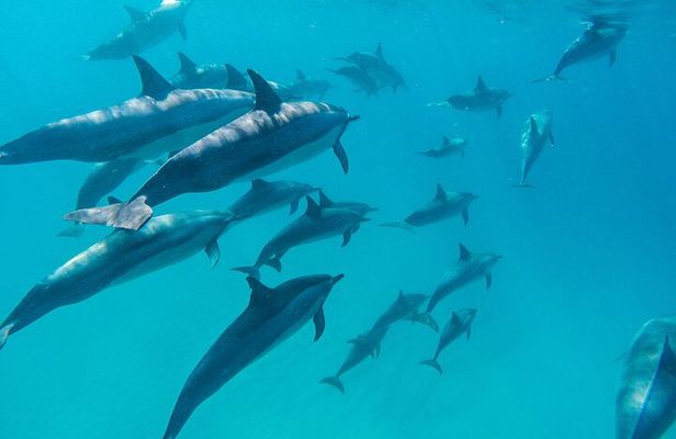 Private Dolphin Watching from the North Speedboat Tour