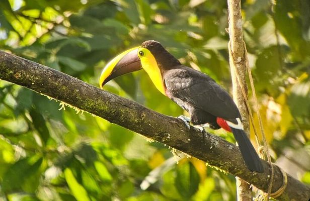 2-Day Mindo Birding: Zuroloma, Alambi & Cock of the Rock