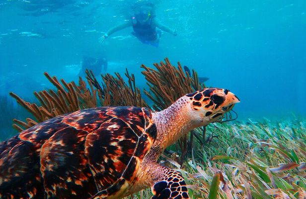 Reef Snorkeling in National Park with Beach Club & Lunch