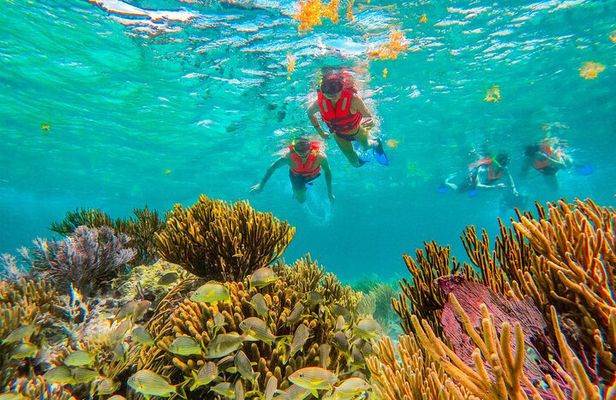 Reef Snorkeling in National Park from Cancun with Beachside Lunch