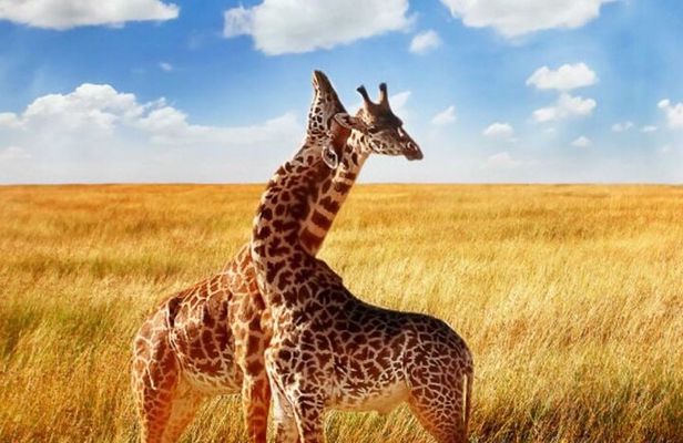4 Day Small Group Garden Route Tour in Cape Town