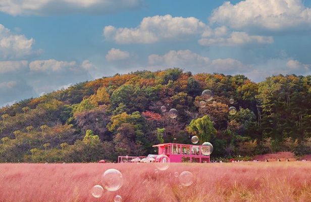 Seasonal Pocheon Full Day Tour with Apple Farm Experience