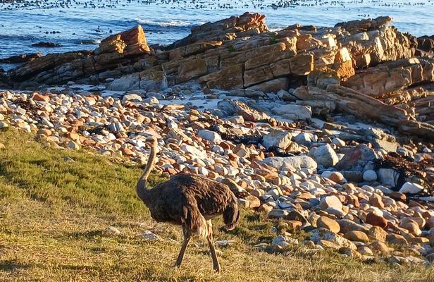 Table Mountain & Cape Point Experience from Cape Town Full Day 