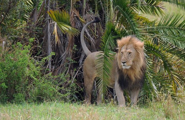 5 Day Tour of Lake Naivasha Lake Nakuru and Masai Mara Reserve