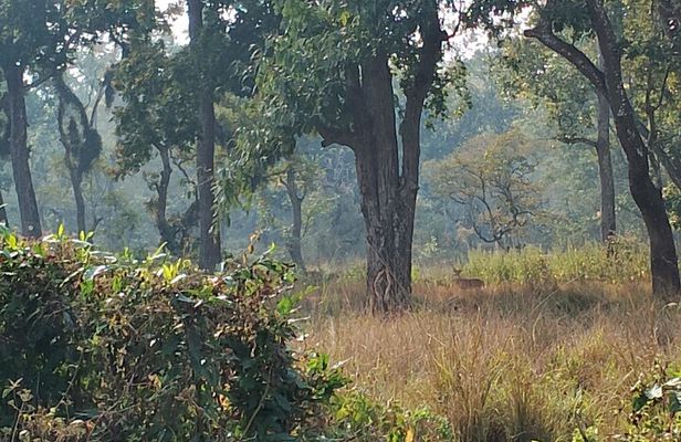 2 Night 3 Days Chitwan Jungle Safari Tour from Kathmandu