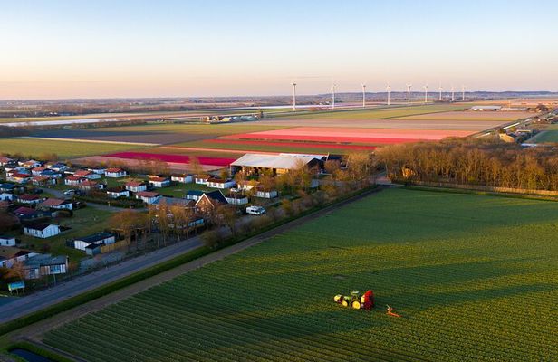 Sightseeing Tulip Fields Tour Near Amsterdam