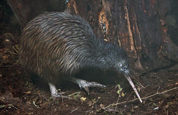 Nocturnal Wonders Tawharanui Kiwi Spotting and Stargazing Tour