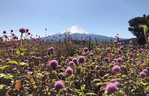 Mount Fuji Full Day Sightseeing Tour from Tokyo
