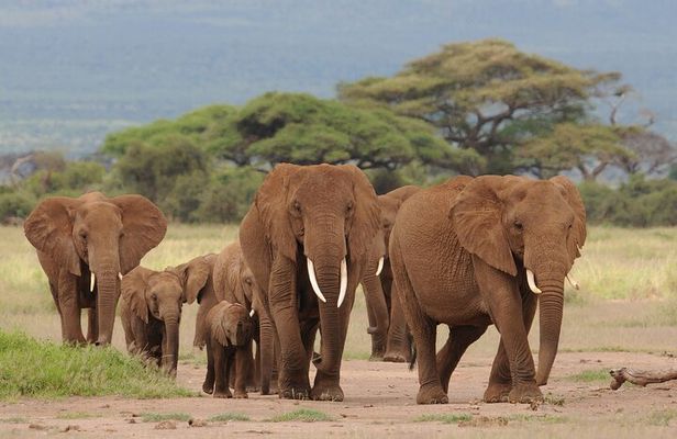 6 Days Tour of Amboseli Tsavo West and Tsavo East National Parks