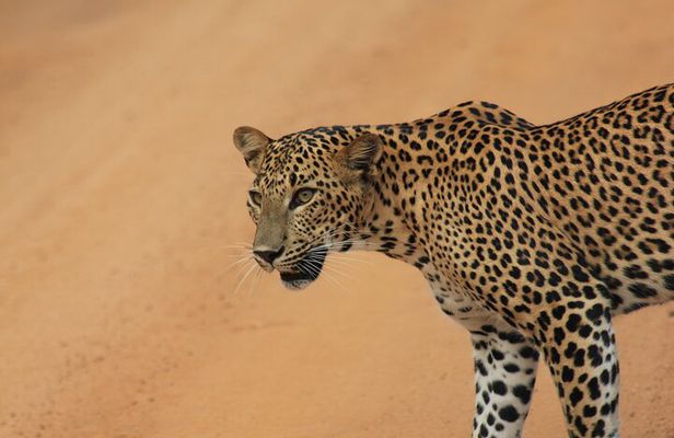 From: Ella - YALA Safari - Drop off: Arugam Bay / Arugambay