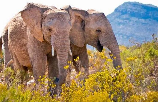 Aquila Game Reserve Big 5 Safari with Wine Tasting and Lunch