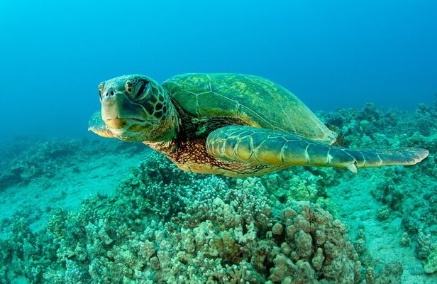 Maui Magic Adventure Snorkel: Molokini Crater and Turtle Stop