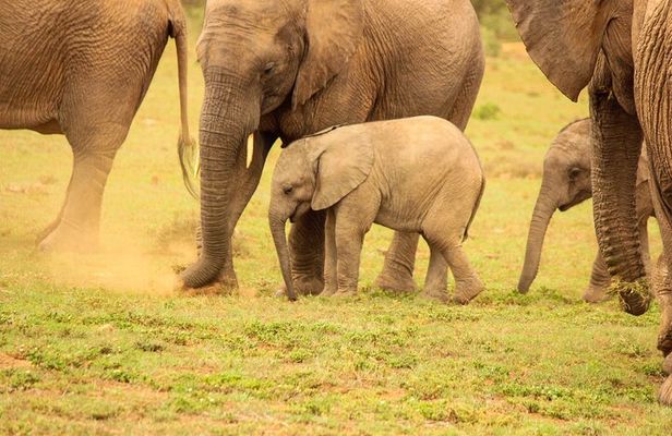 Private Group Addo Full Day Safari & Traditional Braai (BBQ)Lunch