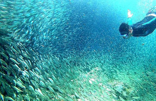 Cebu: Kawasan Canyoneering & Moalboal Island Hopping