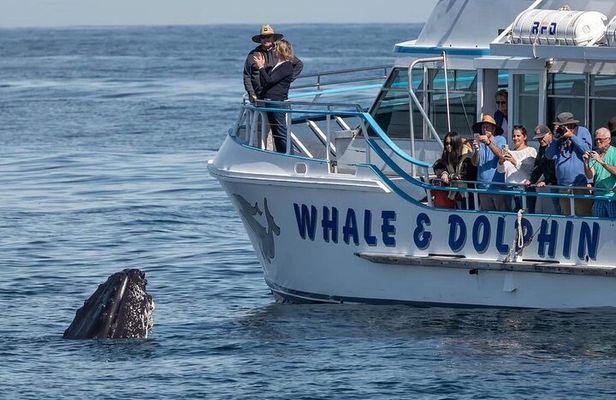 Port Stephens, departing Newcastle - Whales, hike & sand dunes!