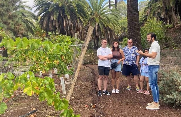 Taste Gran Canaria's unique wines