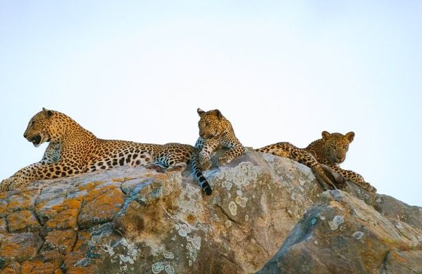 Leopard Half Day Yala National Park Eleven Safari