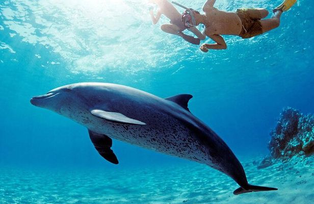 Snorkeling with Dolphins and Lunch at Sataya Reefs From Marsa