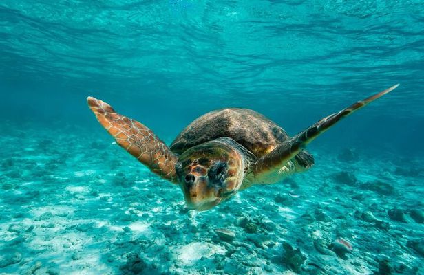 Snorkel Tulum: 2 reef point, 1 hour 20 minutes tour
