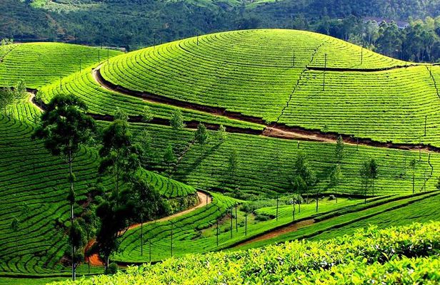 Serene Munnar Retreat: Private Tour from Kochi to the Munnar Hill