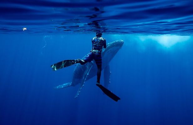 Private Whale Watching Adventure in Mo'orea
