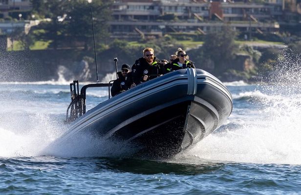 Sydney Whale Watching on Small RIB