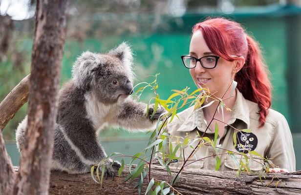 Melbourne Highlights and Aussie Wildlife Express Tour