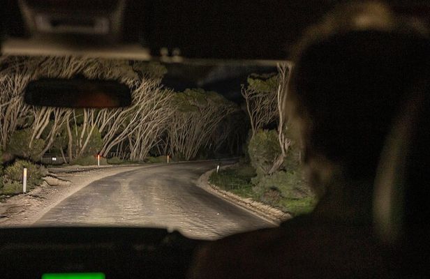 Nocturnal Tour of Kangaroo Island