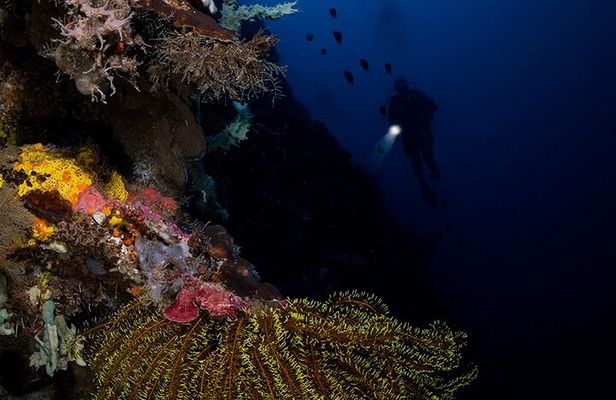 Night Dive