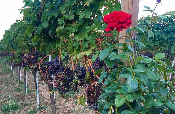 Discover Abruzzo: Winery Tour and Wine Tasting with Meal