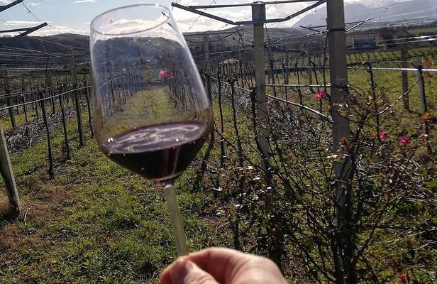 Winery Tour and Tasting in Abruzzo