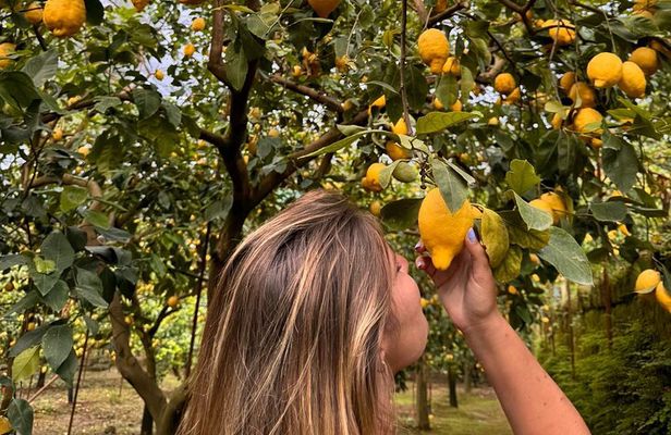 Nonno Mario Sorrento Lemon tour