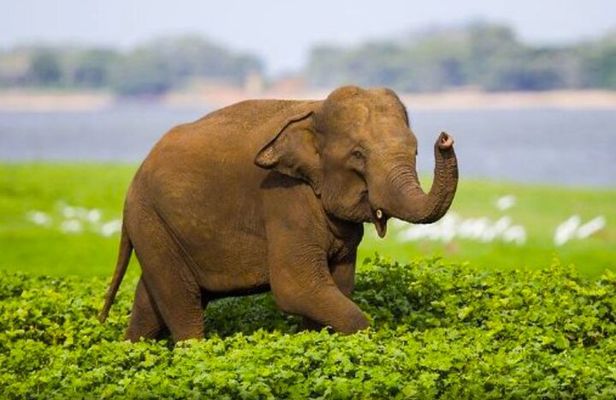 Sigiriya Rock & Cave Temple with Jeep Safari Private Day Trip