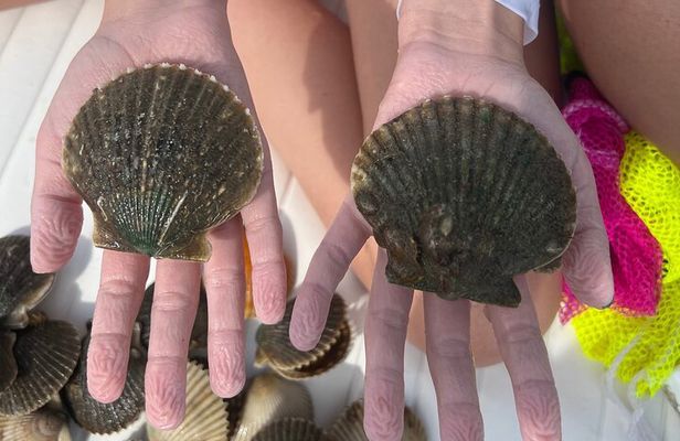 Private Scallop Charter in Crystal River