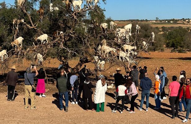 Private Guided Essaouira Day Tour