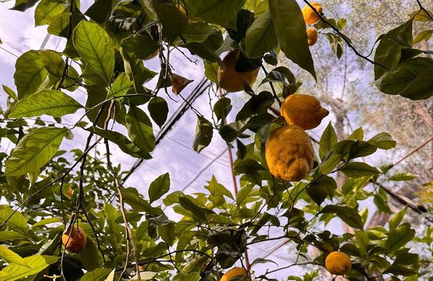Nonna Concettina Sorrento Lemon Tour