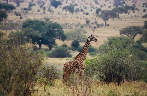 3 Days Safari to Tarangire and Ngorongoro Crater