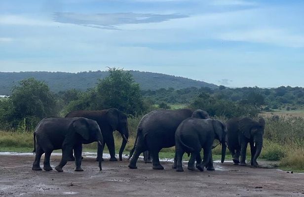 Private one day Game Drive in Akagera National Park with Lunch
