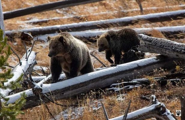 Yellowstone Wildlife and Photo Upper Loop from West Yellowstone