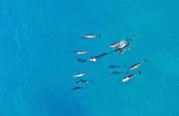 Dolphin Sighting at Sunrise in Mauritius with a snorkeling spot